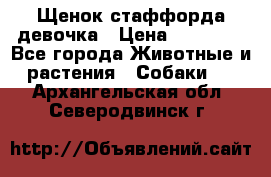 Щенок стаффорда девочка › Цена ­ 20 000 - Все города Животные и растения » Собаки   . Архангельская обл.,Северодвинск г.